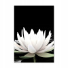 Moderná fotografia -akrylová fotografia -gap z lotosového kvetu 70x100 (Moderná fotografia -akrylová fotografia -gap z lotosového kvetu 70x100)