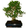 Ficus retusa - figovník - bonsai 218