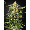 Green House Seed Jack Herer Auto Balenie: 5