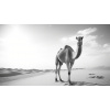 Obraz – Ťava v Púšti Čiernobiely – AiArt 16:9