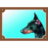 Farebná ceduľka Pozor pes, Doberman