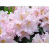Rododendron Dagmar (kontajner p9)
