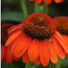 Echinacea SOMBRERO FLAMENCO ORANGE R
