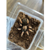 Brachypelma boehmei Samice