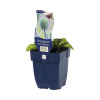 Kotúč ploskolistý FloraSelf Eryngium planum 'Blue Hobbit' 5-30 cm kvetináč 0,5 l