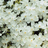 Phlox subulata 'White Delight' (Flox šidlolistý)