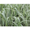 Ozdobnica čínska Cosmopolitan - Miscanthus sinensis var. condensatus Cosmp