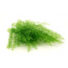 Stabilizovaná papraď Air svetlo zelená ( Sertularia )