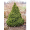 Picea glauca Conica - AKCIA
