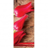 Dverová fototapeta - DV0136 - Tulipány 91cm x 211cm - Samolepiaca fólia