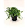 Micranthemum micranthemoides