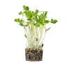 TINY GREENS Slnečnica - BIO semienka na klíčenie a microgreens