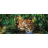 Panoramatická fototapeta - PA4012 - Tiger - kráľ džungle 250cm x 104cm - Vliesová fototapeta