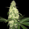 T.H.Seeds™ Semená kanabisu Afghaniberry, 5+1 balenie obmedzené kvapky, bežné
