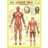 Lidské tělo - autor neuvedený