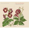 Giovanni Zamboni SONATAS FOR LUTE, 1718 (CD) (GLOSSA)