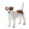 Mojo Jack Russell teriér