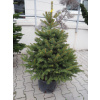 Smrek pichľavý glauca 100/125 Picea pundens glauca 100/125