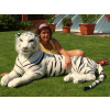 Obrovský plyšový tiger ležiaci, dĺžka 200cm, biely