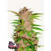Fastberry Auto - Fast Buds Balenie: 3ks