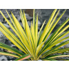 Juka vláknitá Bright Edge - Yucca filamentosa Bright Edge (kontajner C3)