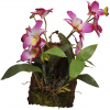 Lucky Reptile Jungle Plants Závesná orchidea purpurová 20x30 cm
