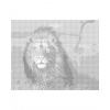ZUTY Bodkovanie - LEV NA SAVANE Rámovanie: vypnuté plátno na rám, Rozmer: 40x50 cm