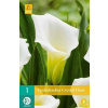 Kala Zantedeschia CRYSTAL CLEAR 