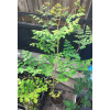 Moringa olejodarná (Moringa oleifera) profesionálne semená 10 semien