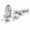 Cédrový olej 100% Alteya Organics 5 ml