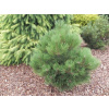 ČERVENÁ BOROVICE 'MOREL'PINUS PRYSKYŘICE' MOREL '