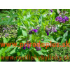 Kostihoj lekársky (Symphytum officinale L.)
