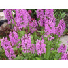 Čistec lekársky - Stachys officinalis (kontajner p23)