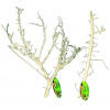Lucky Reptile Coral Wood 30-50 cm