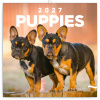 NOTIQUE Poznámkový kalendár Šteňatá 2027, 30 x 30 cm