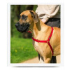 PetSafe Easy Walk Postroj proti ťahaniu červená L