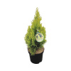 Tuja západná Thuja occidentalis 'Golden Smaragd' 20-30 cm kvetináč 2,5 l