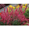 Agastache Morello, kont. 0,5 l