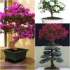 KOLEKCIA BONSAI SEED č.4 Sada 4 balení (KOLEKCIA SEMEN BONSAI SEEDS č.4 Sada 4 balení)