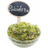 PEKINSKÁ KAPUSTA - Semená na klíčky 250 g