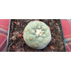 Cactus lophophora Williamsii v. Koehresiii K1 (Cactus lophophora Williamsii v. Koehresiii K1)