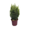 Cyprus Snow White FloraSelf 20-30 cm kvetináč Ø 17 cm