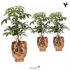 Schefflera arb. Luseana v zlatom kvetináči Kolibri face - tvár 9x30 cm