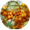 Sea -Buckthorn Self -Assistant Vitamín Power v hrnci (Sea -Buckthorn Self -Assistant Vitamín Power v hrnci)