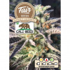 Fair Seeds - Sunset Sherbet 5 ks - Semená neobsahujú THC