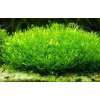 akvazahrada Riccia fluitans 100 ml