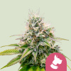 Royal Queen Seeds Feminizované semená kanabisu Kali Dog 3 pcs