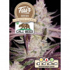 Fair Seeds - Platinum Cookies 5 ks - Semená neobsahujú THC