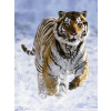 Ravensburger Tiger na snehu 500 dielikov