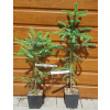 Smrek pichľavý (Picea pungens ´Glauca´) veľkosť 55-70cm